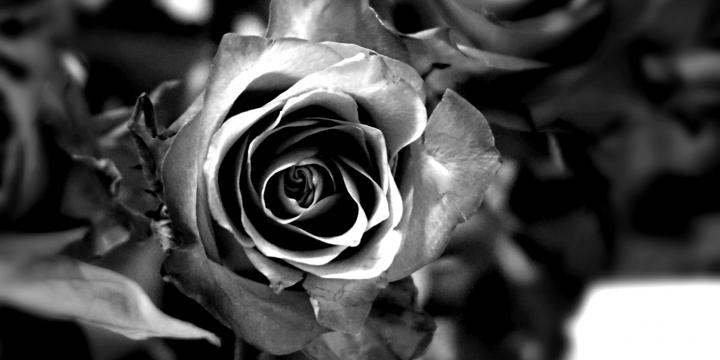 czarno-białe zdjęcie róży